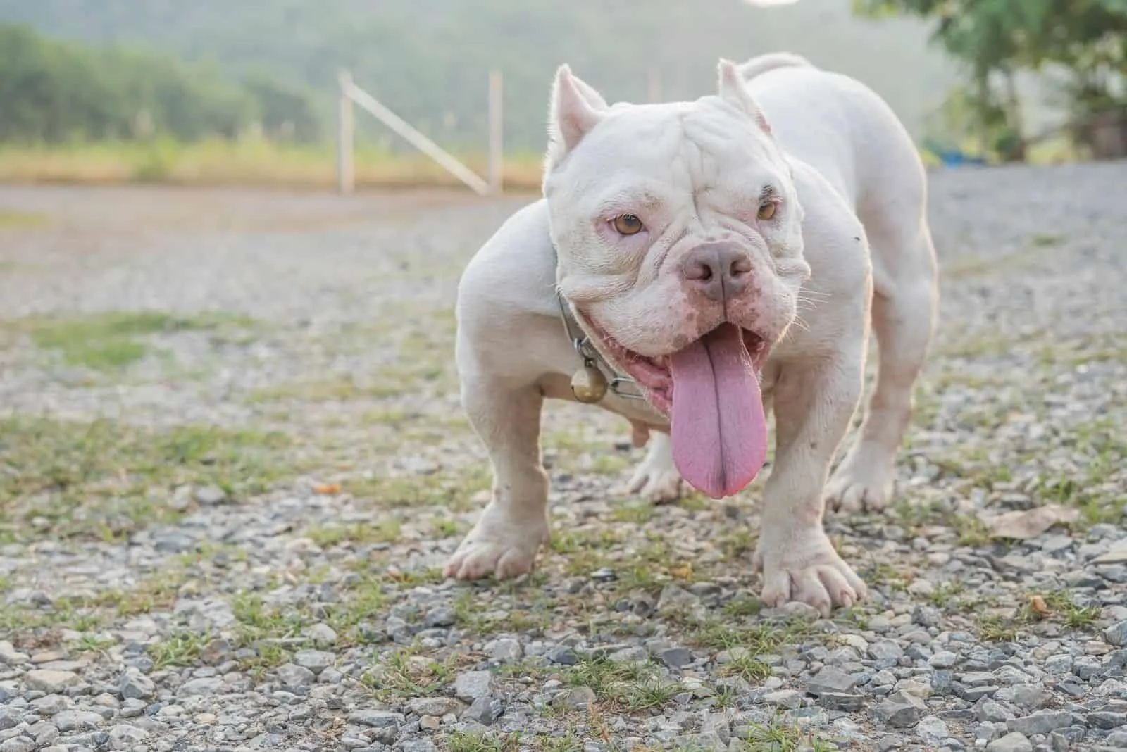 white american exotic bully standing outdoors sticking its tongue out