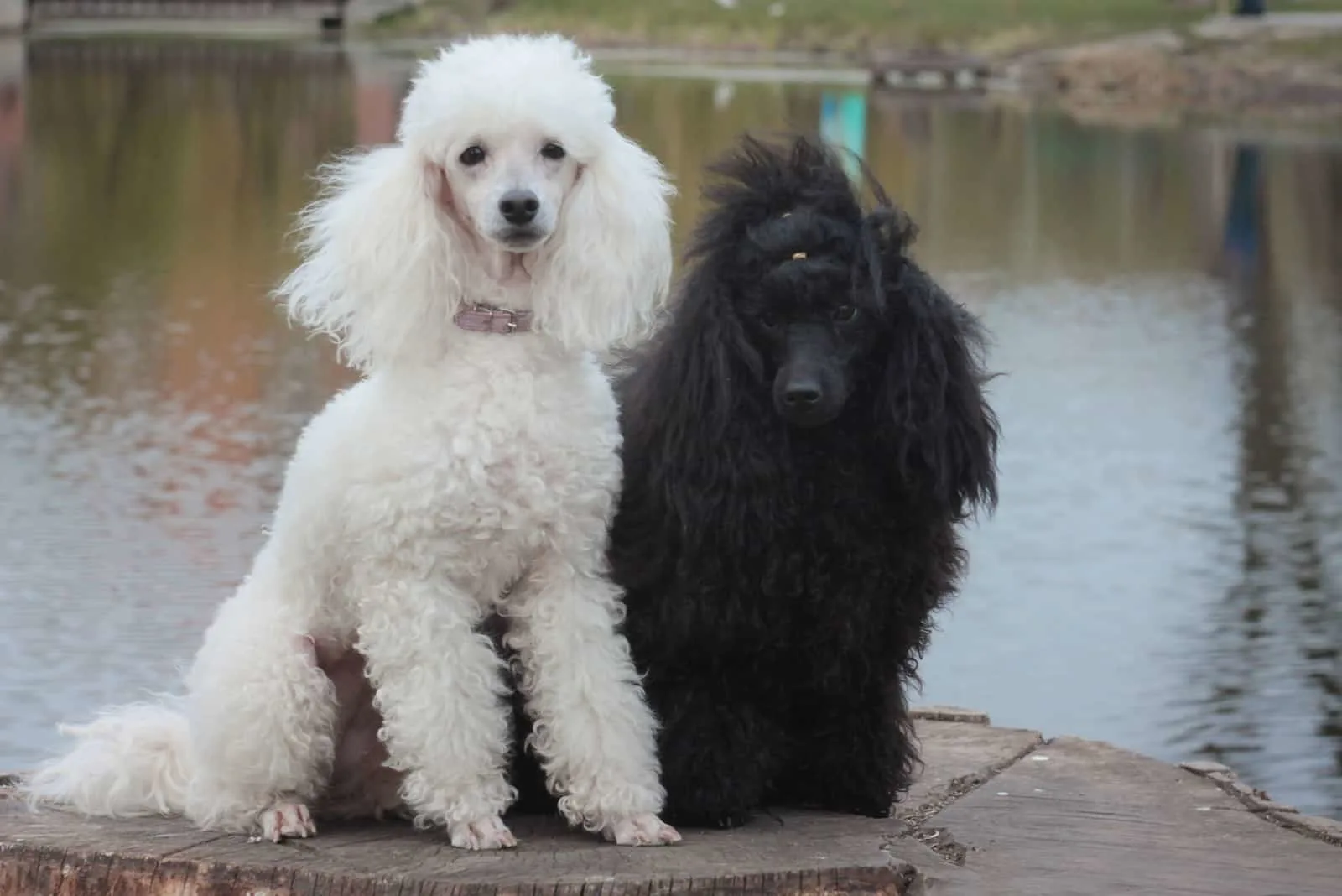 white and black poodle miniature by the lake