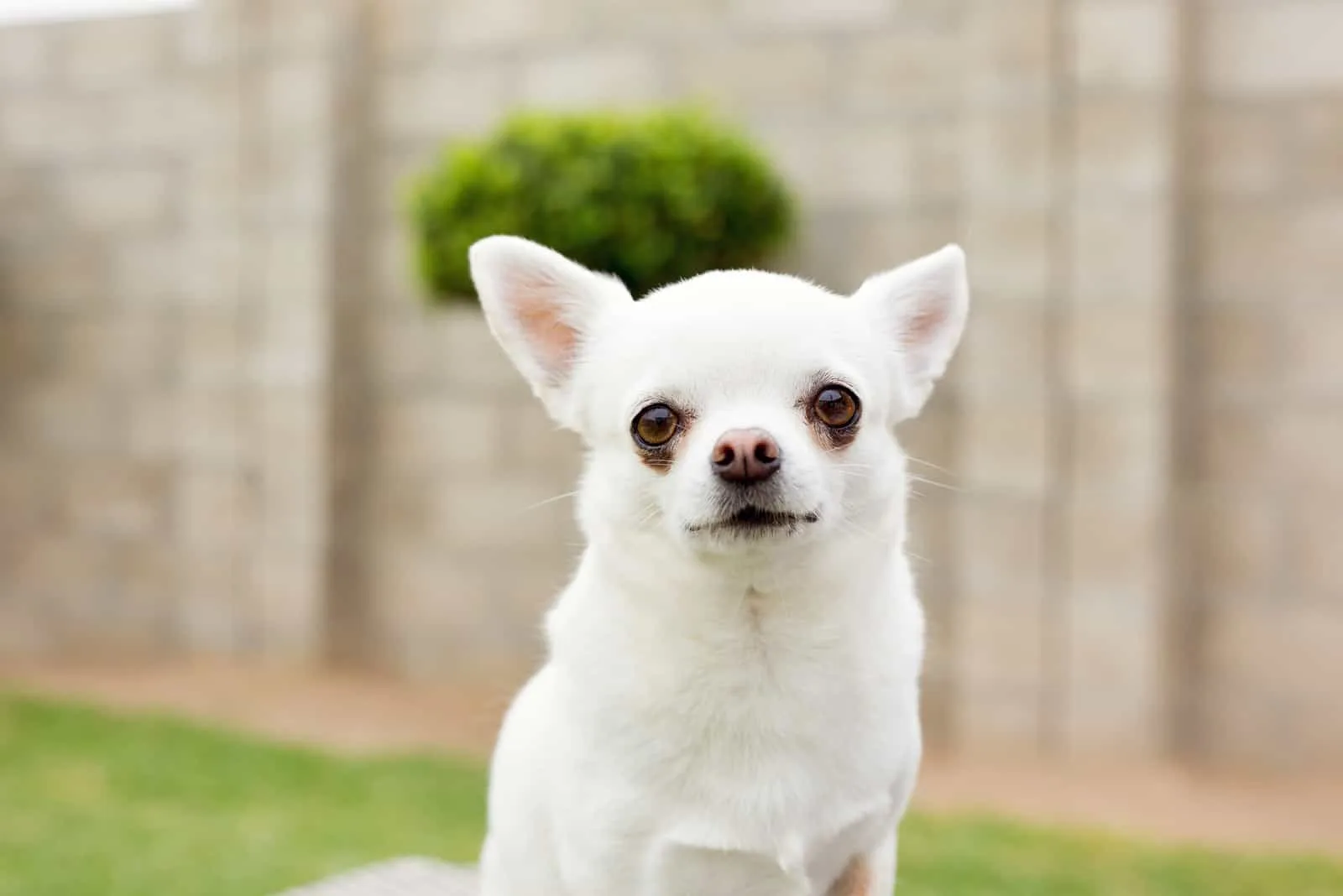 white chihuahua dog in a garden