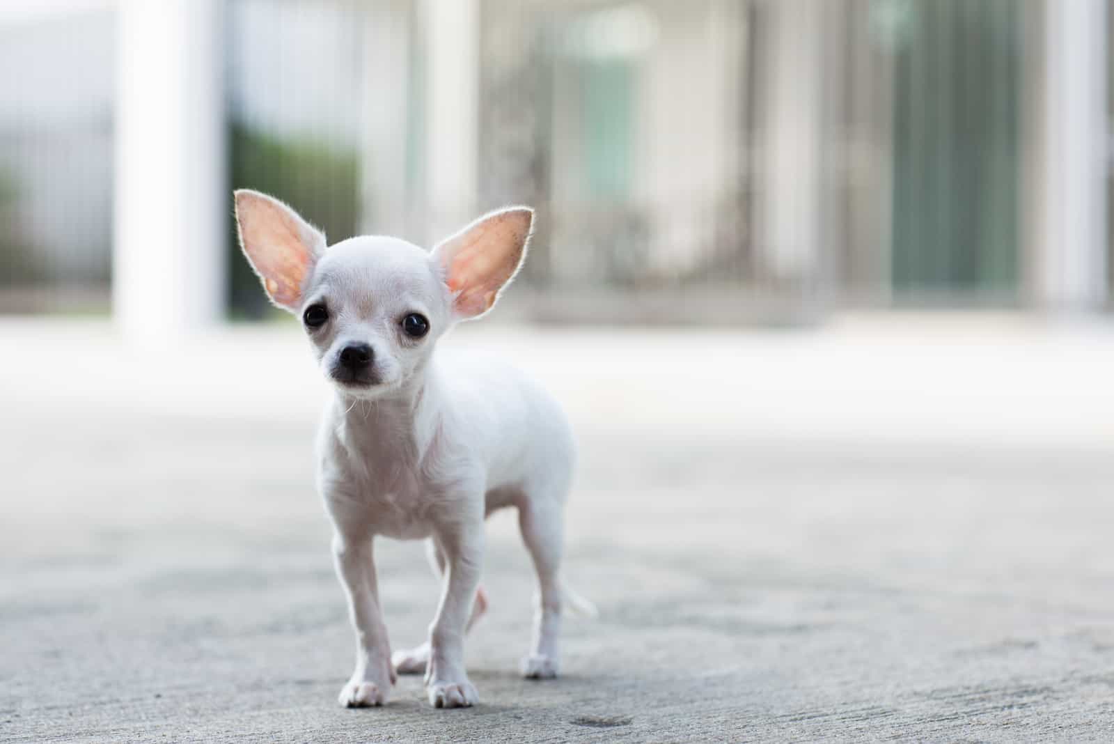 white chihuahua puppy