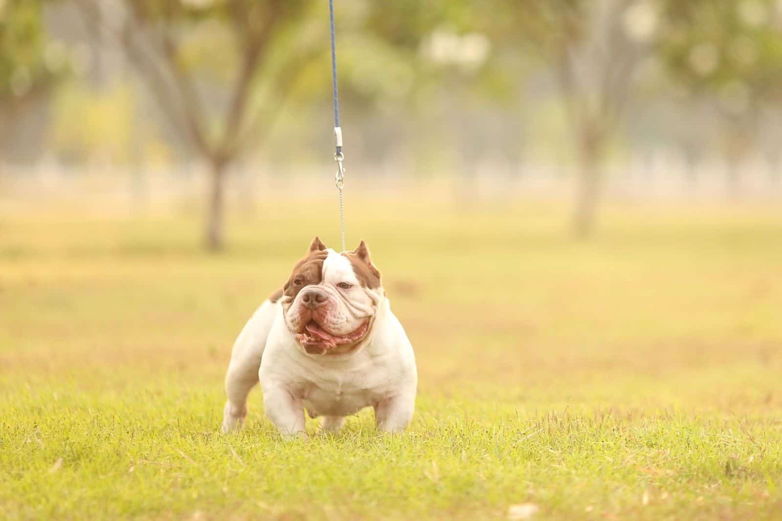 white chocolate micro exotic bully with a leash walking outdoors