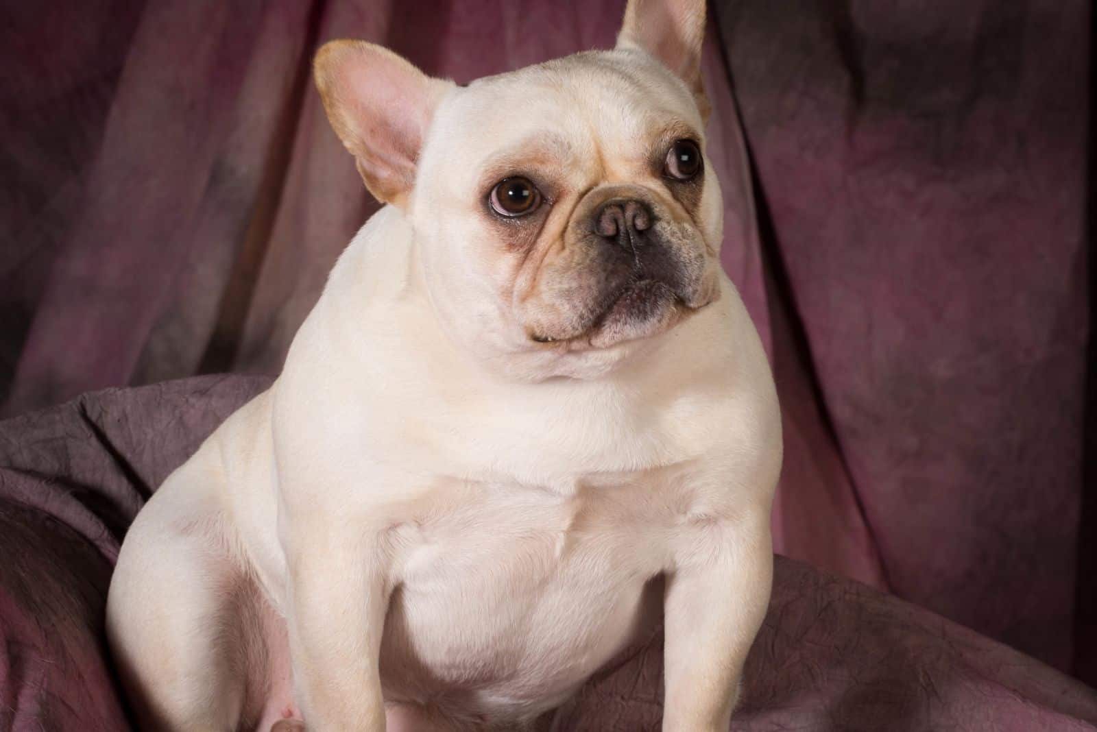 white french bulldog standing in velvet cloth