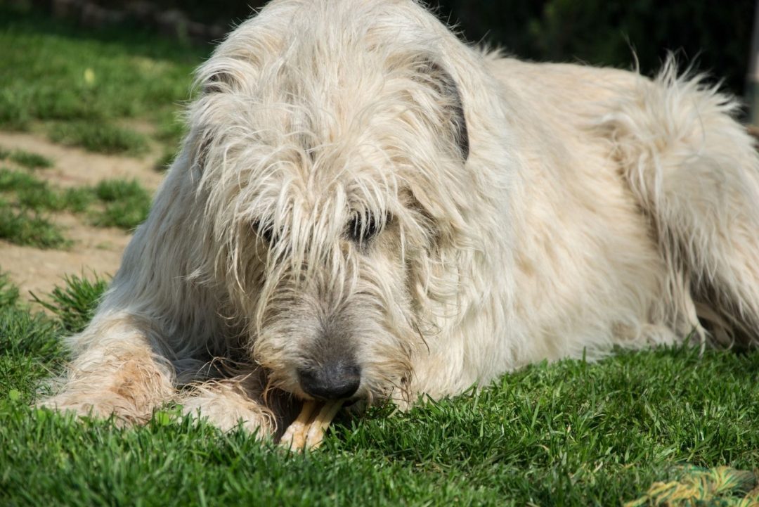 Irish Wolfhound Cost Puppy Price And Additional Expenses