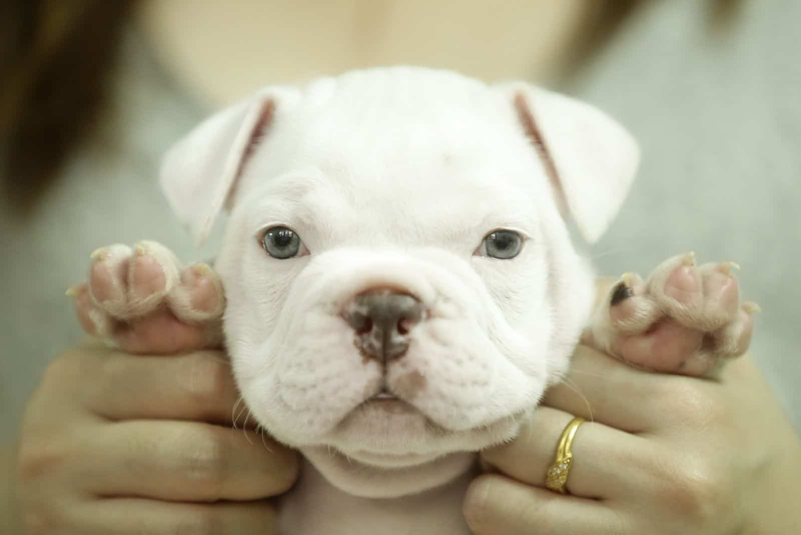 white mini exotic bully puppy held by a woman