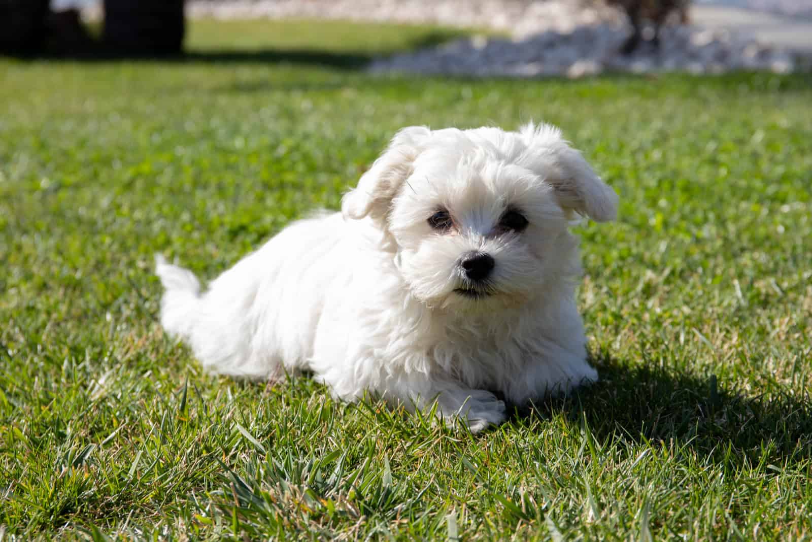 white puppy of maltese dog