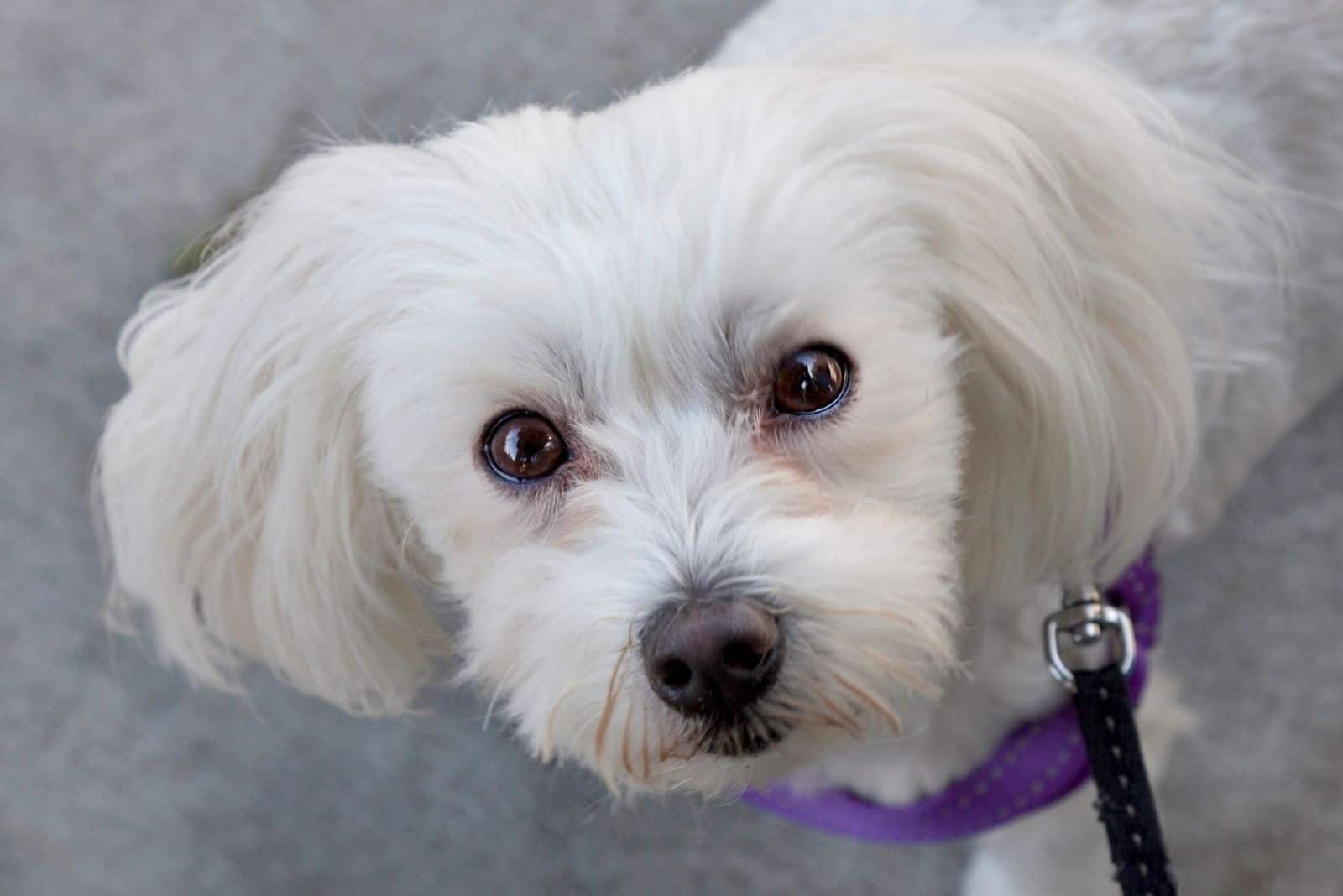 white shih tzu looking up at the camera