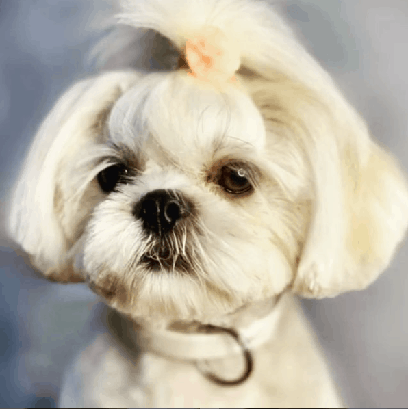 white shih tzu portrait