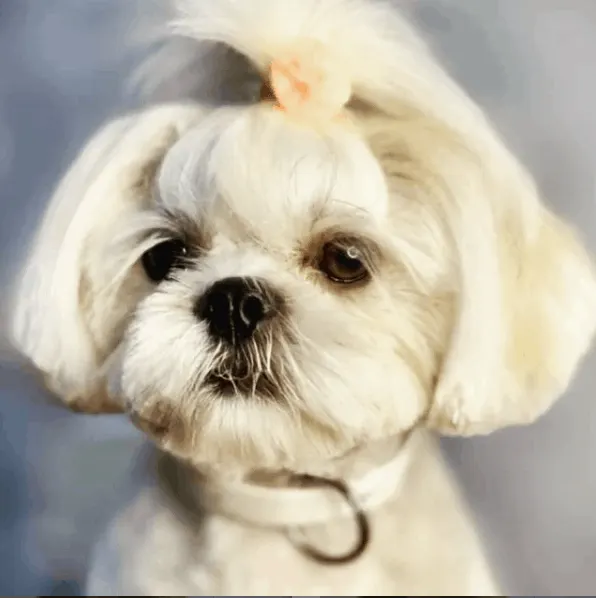 white shih tzu portrait
