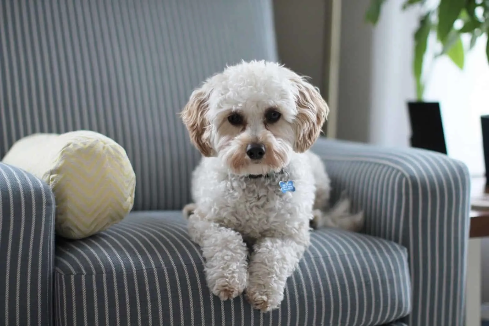 white shih tzu puppy dog sitting on a fabric sofa