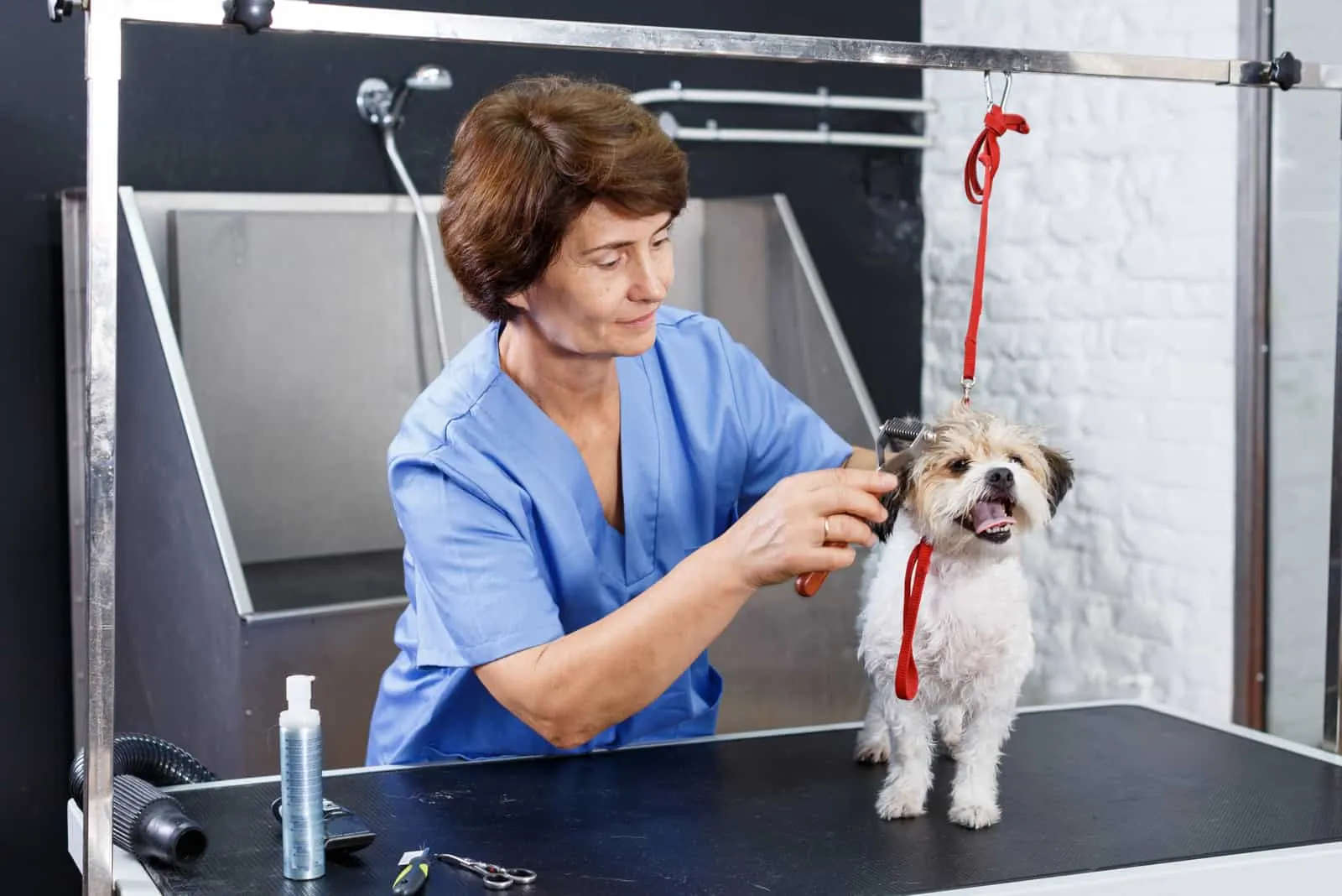 woman grooming cute havanese dog in professional pet salon