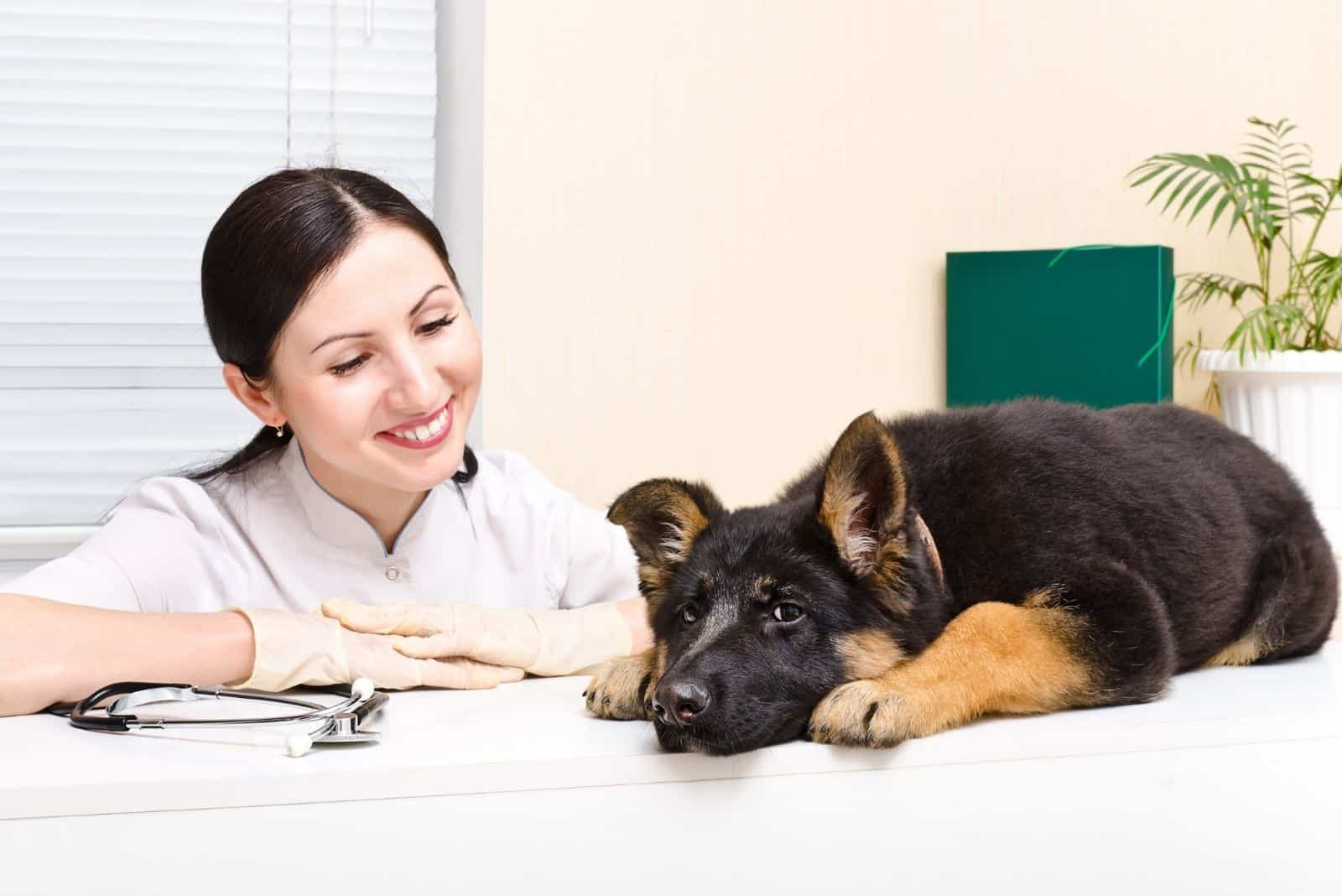 woman veterinarian looking after the german shepherd puppy on the table 