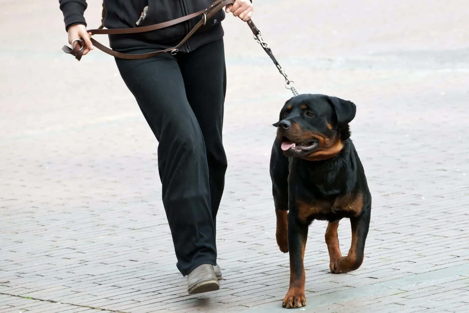 woman walking a rottweiler dog in the street with a leash