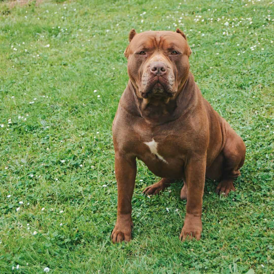 xxl pitbull