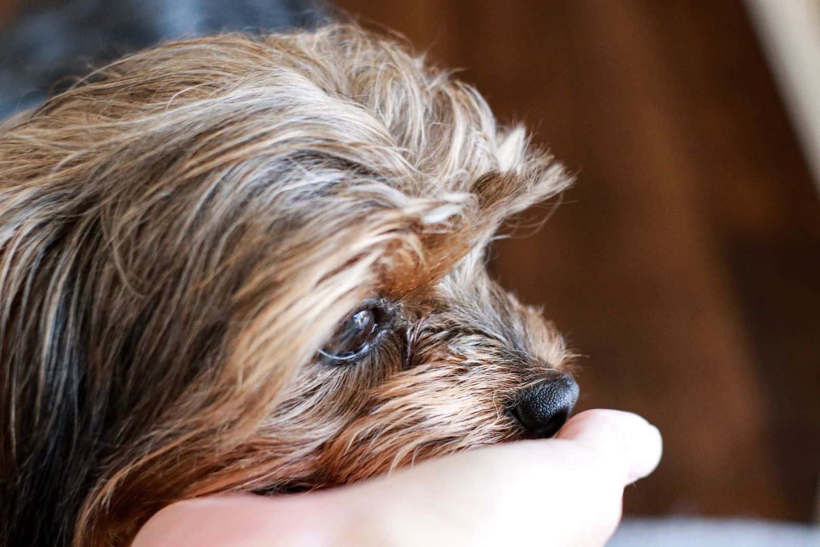 yorkie mix dog resting his head on the owners hand