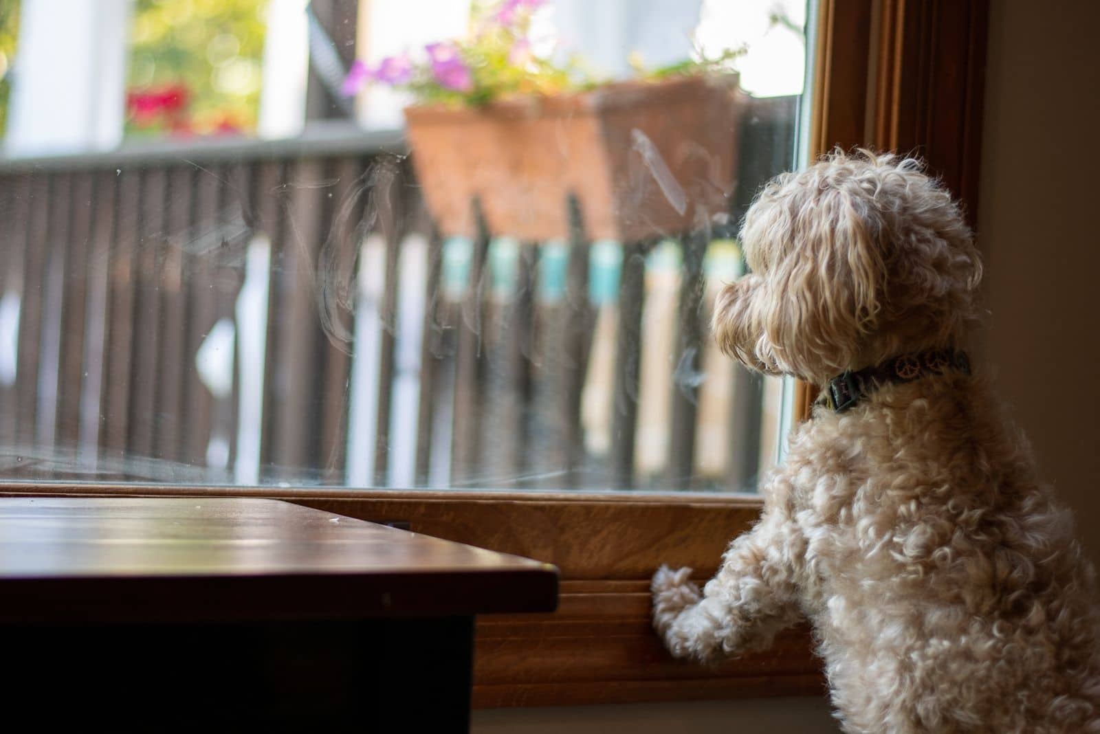 yorkie poo alone watching thru the window outside