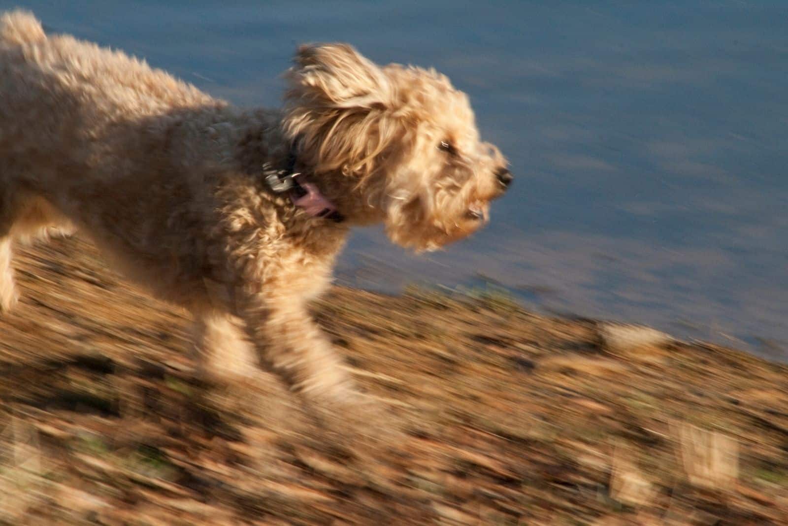 yorkie poo dog running in the beach
