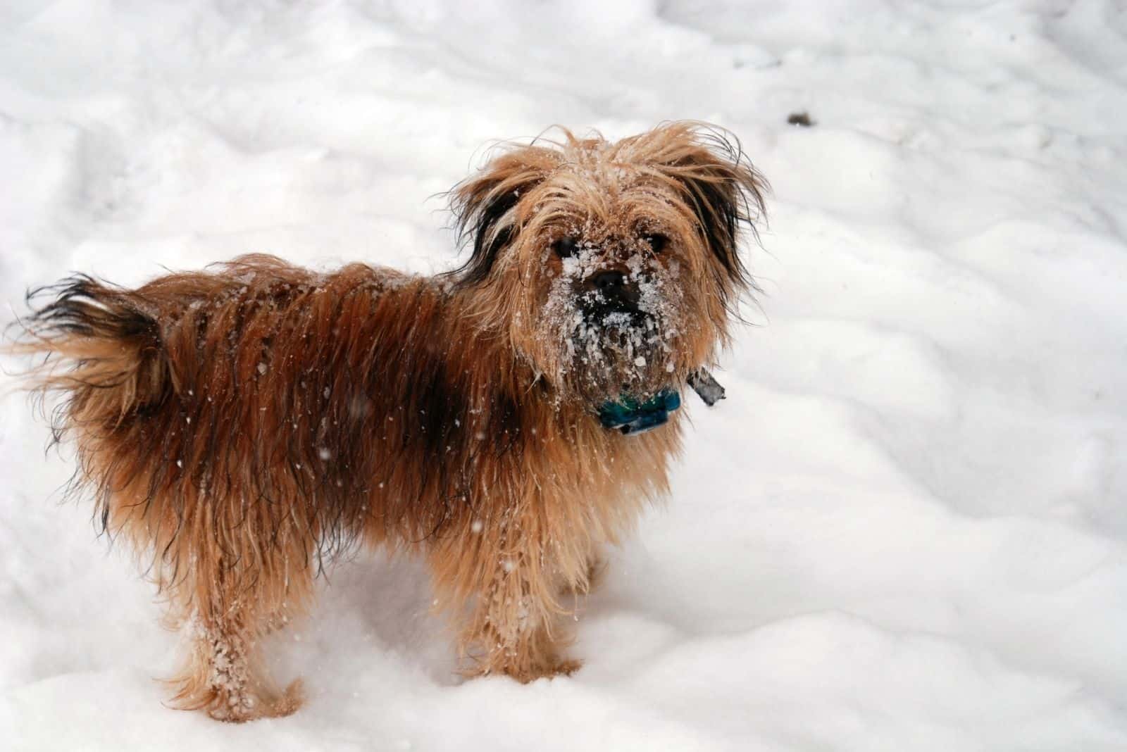 yorkie poo in snow standing looking at the camera