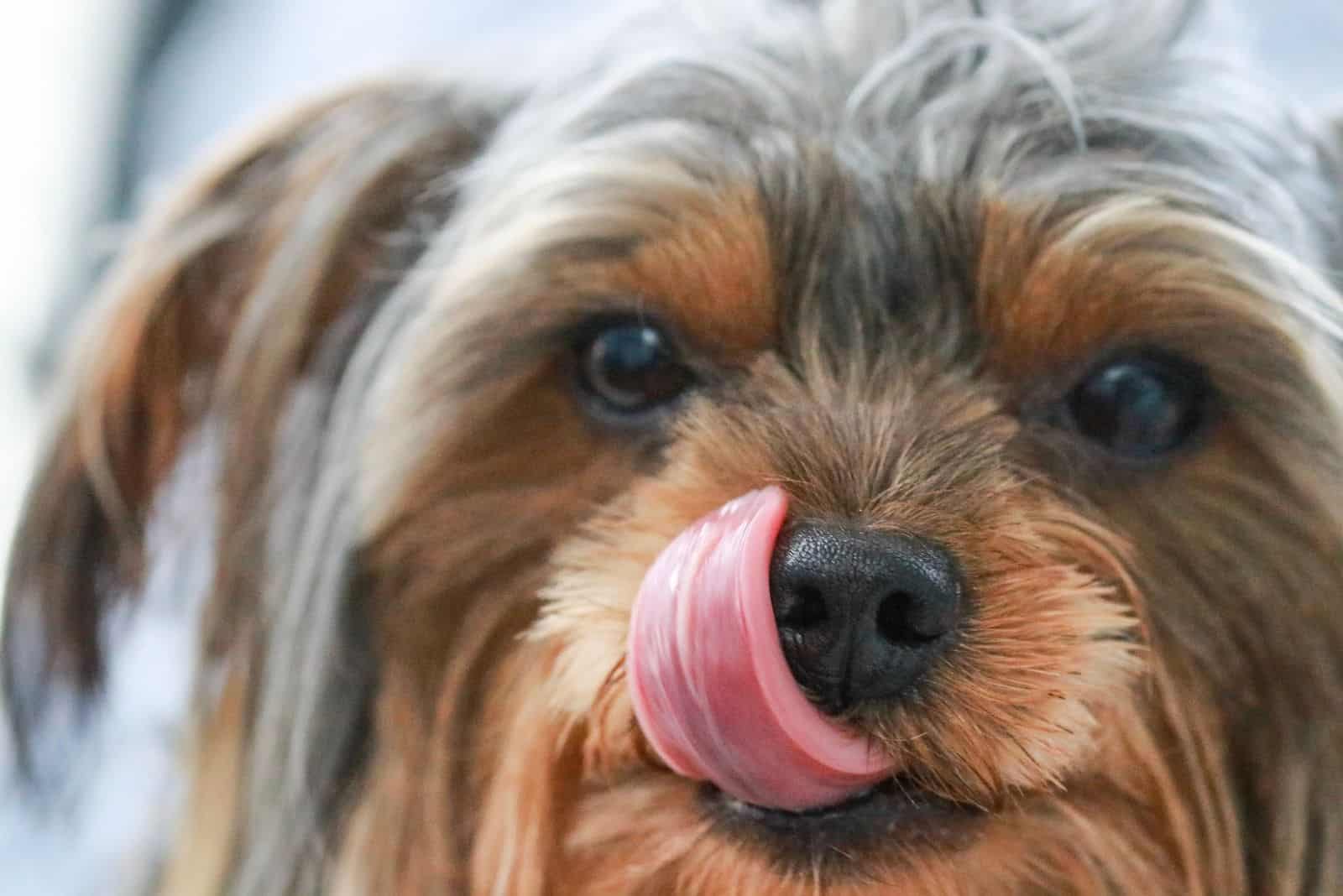 yorkie poo licking its mouth in close up
