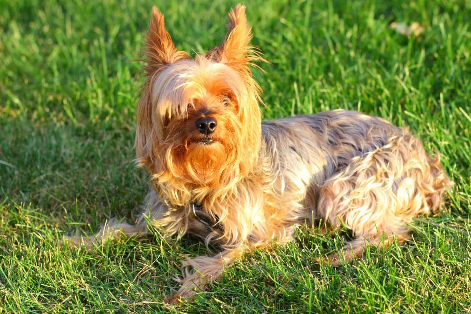 yorkie poo outside lying down on the grass