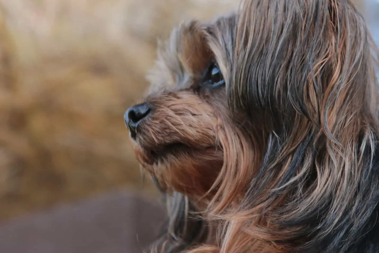 yorkie poo puppy in sideview close up image
