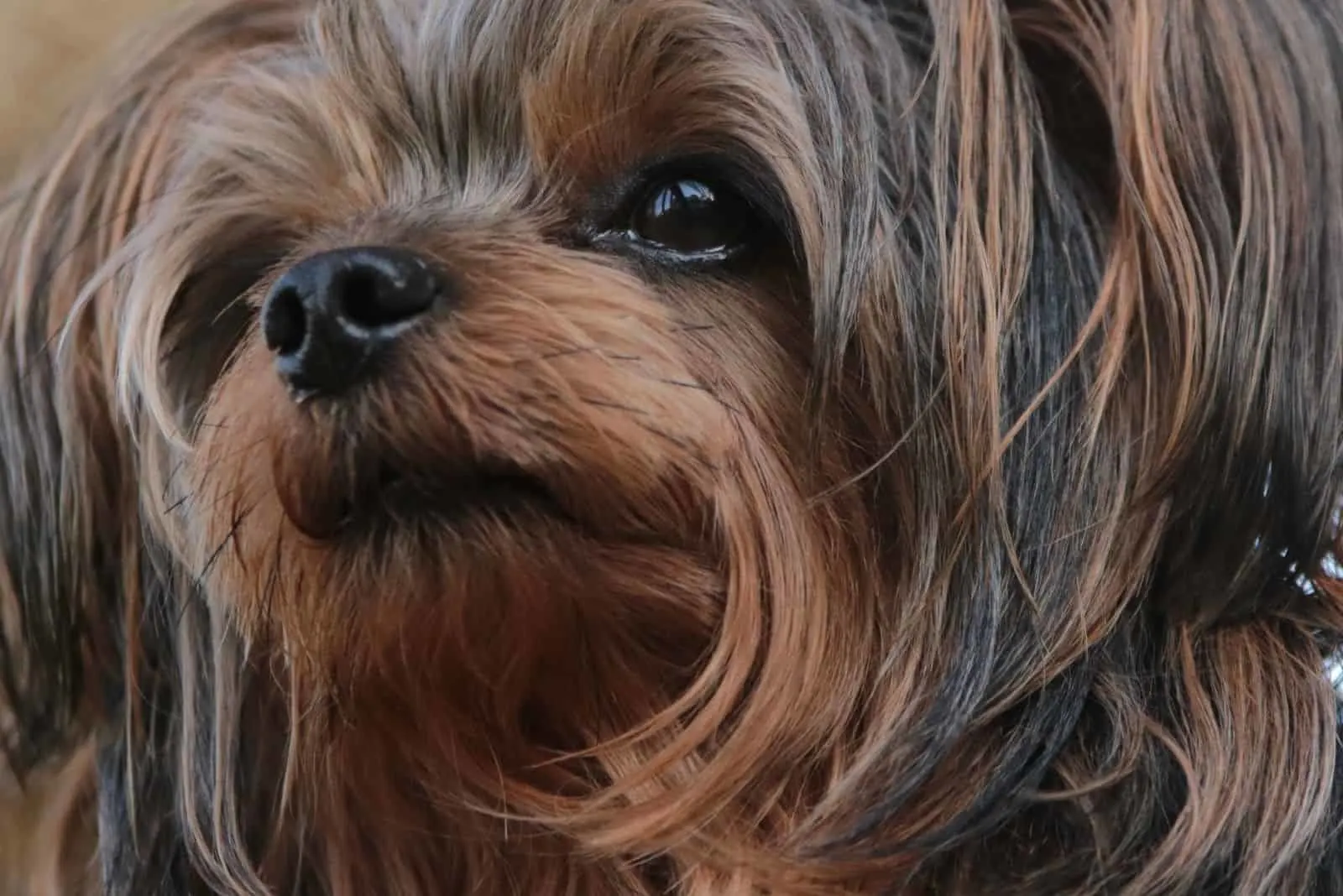 yorkie poo puppy looking away in a close up image