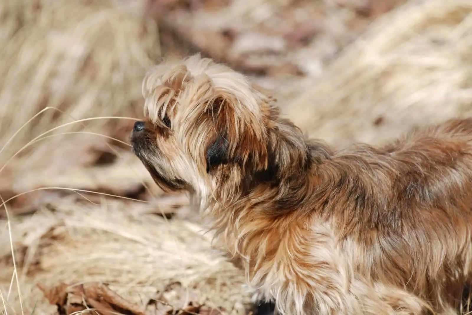 yorkie poo standing outdoors in the dry grassland 
