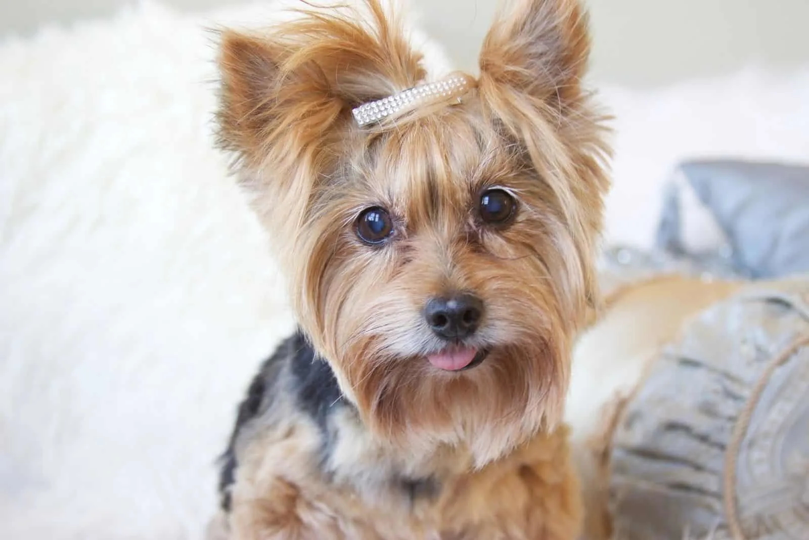 yorkie poo with a clip in the hair posing