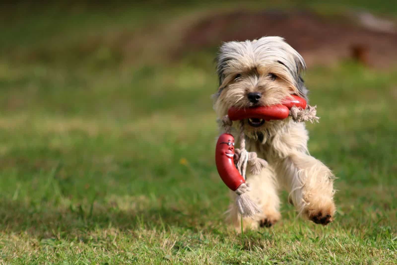 yorkshire mixed dog running with toy in its mouth