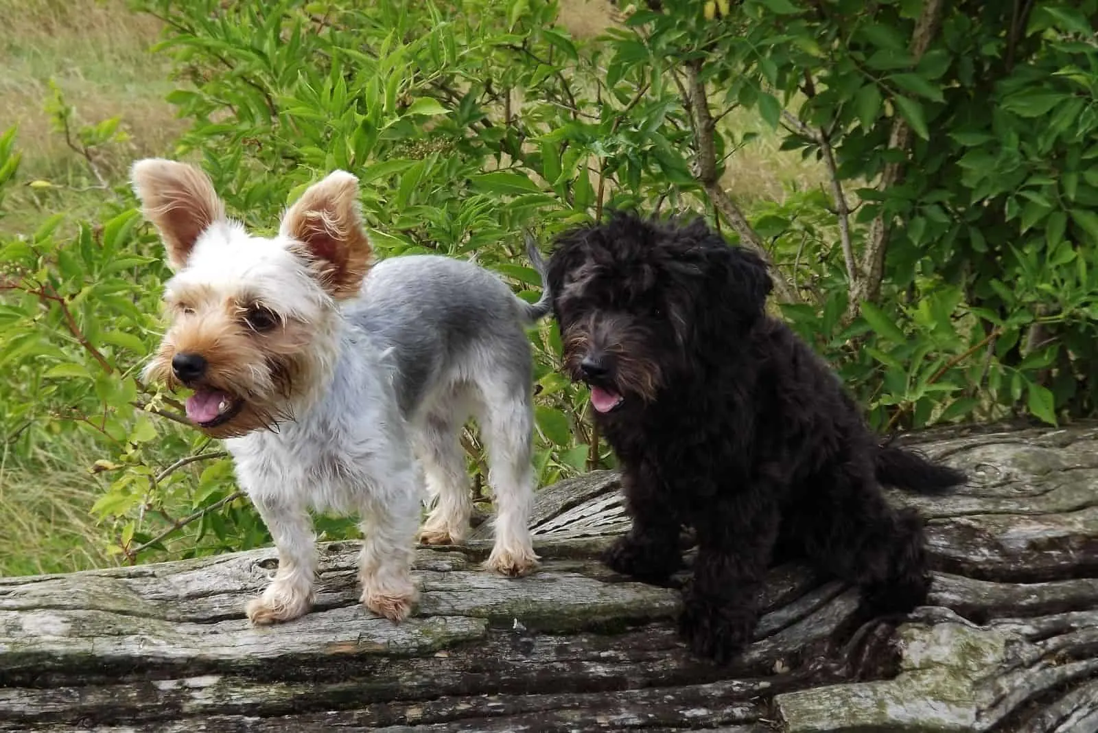 yorkshire terrier and yorkie poo standing outdoors 