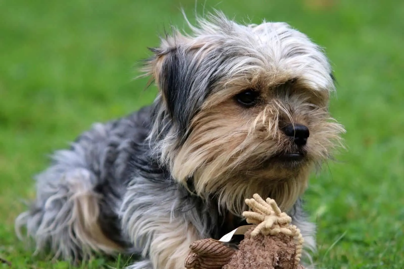 Beagle Yorkie Mix: The Smallest Family Member You’re Gonna Love To Pieces