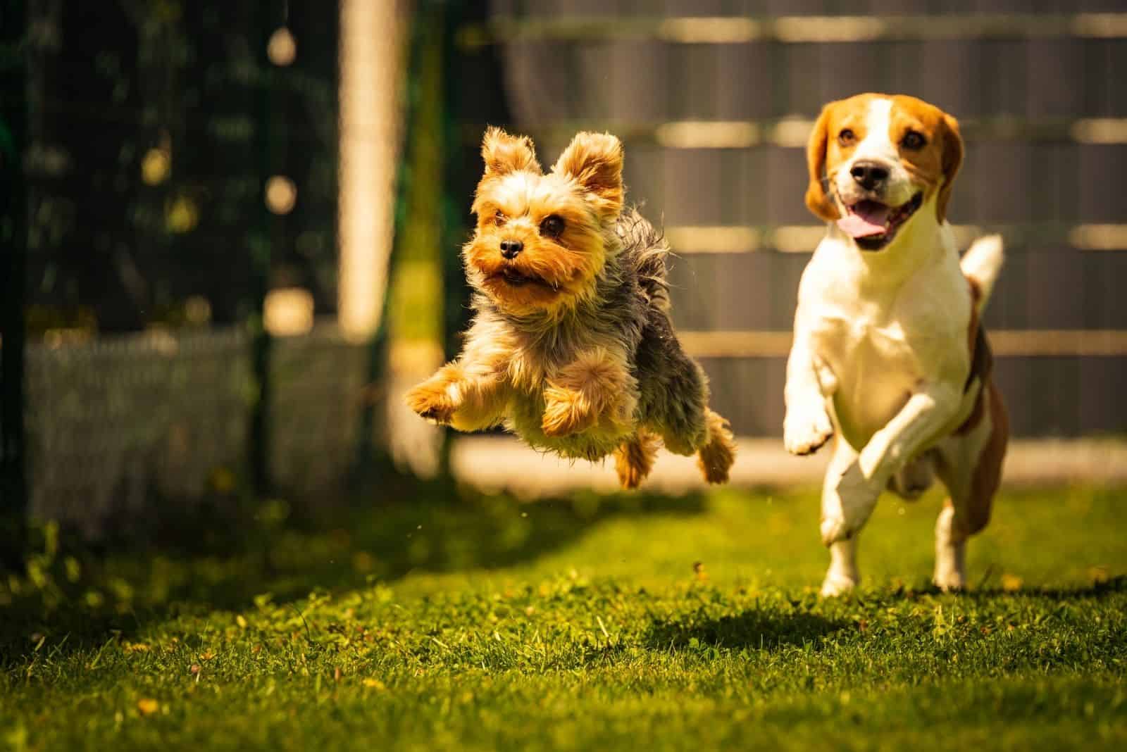 yorkshire terrier dog and beagle chasing each other