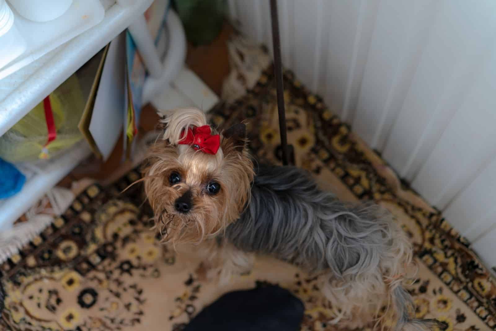 yorkshire terrier dog on top angle inside the house