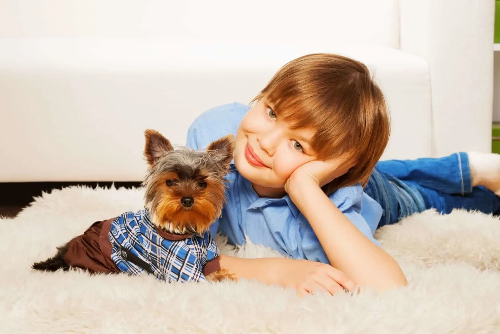 yorkshire terrier in pull over with a boy in a rug