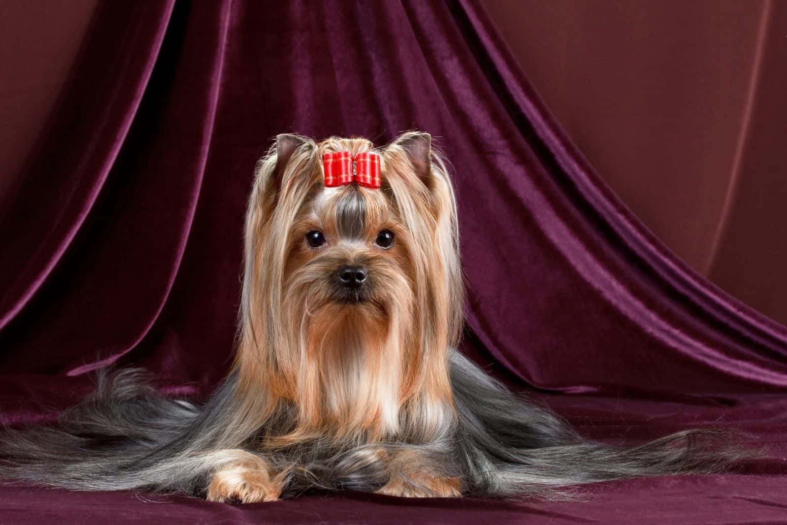 yorkshire terrier posing in the velvet background