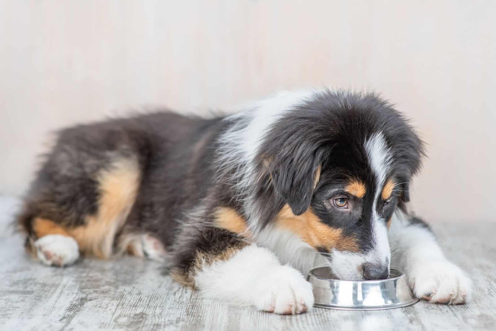 young australian shepherd puppy eating in the dog bowl