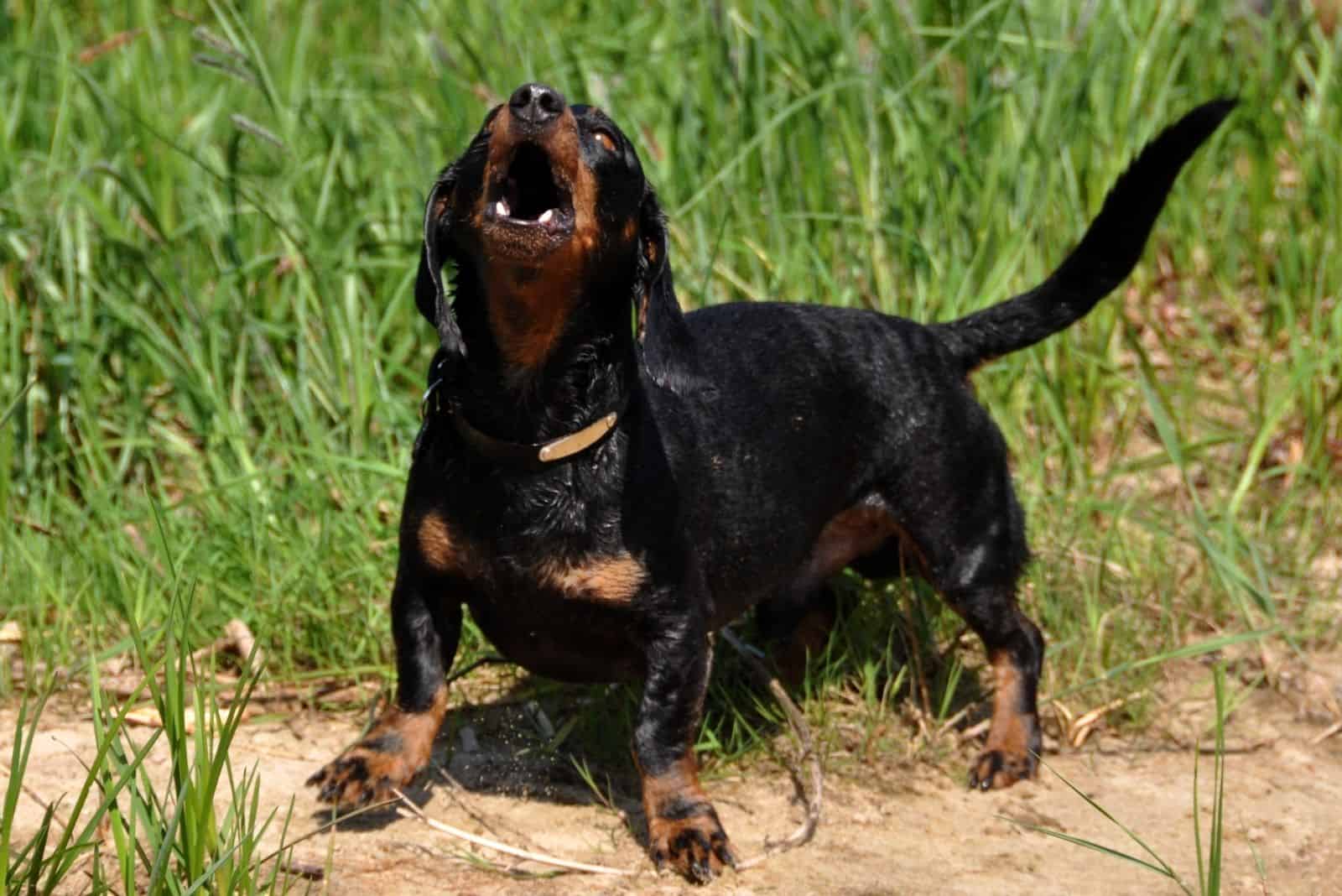 Dachshunds Barking What To Do About It (Causes And