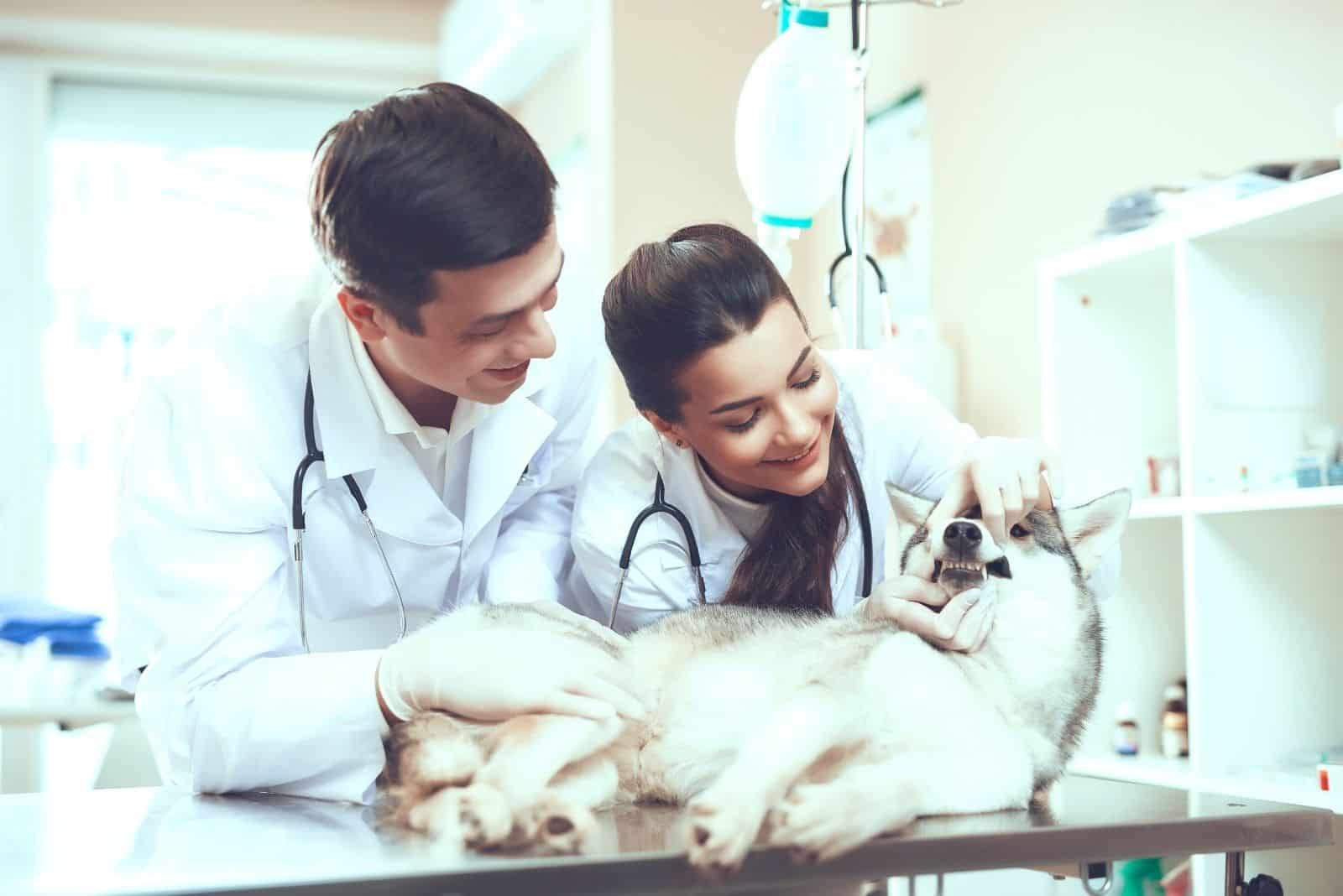 young female veterinarian checking the teeth of the husky puppy