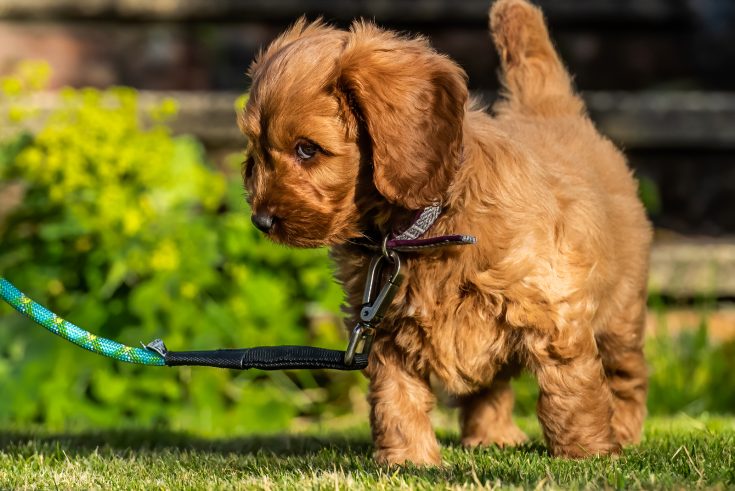 Cockapoo Training: Do It The Right Way