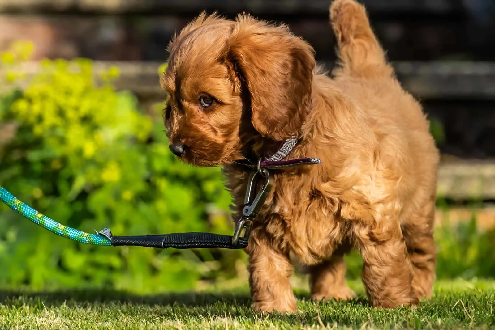 young red Cockapoo puppy being playful