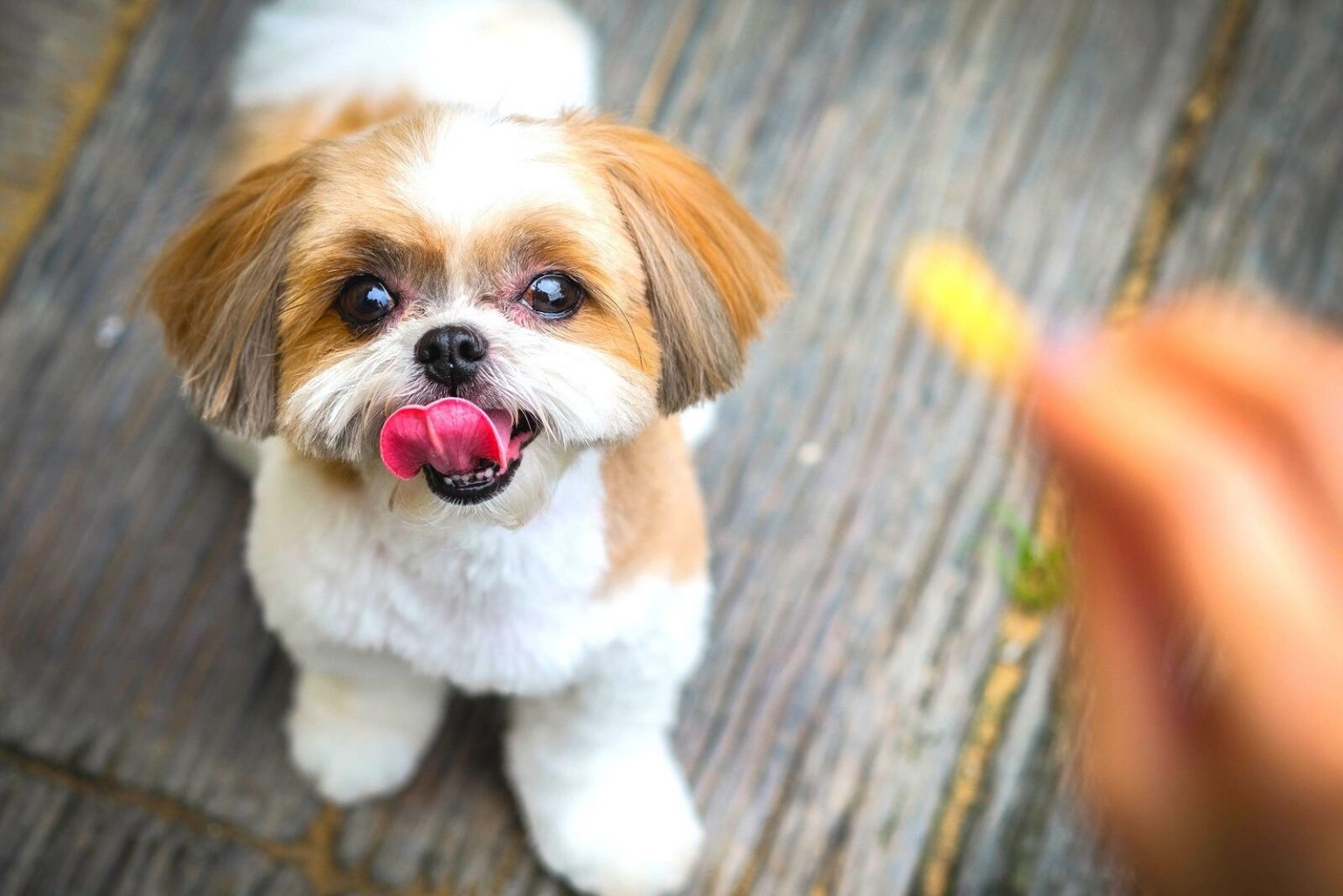 shih tzu bichon lifespan