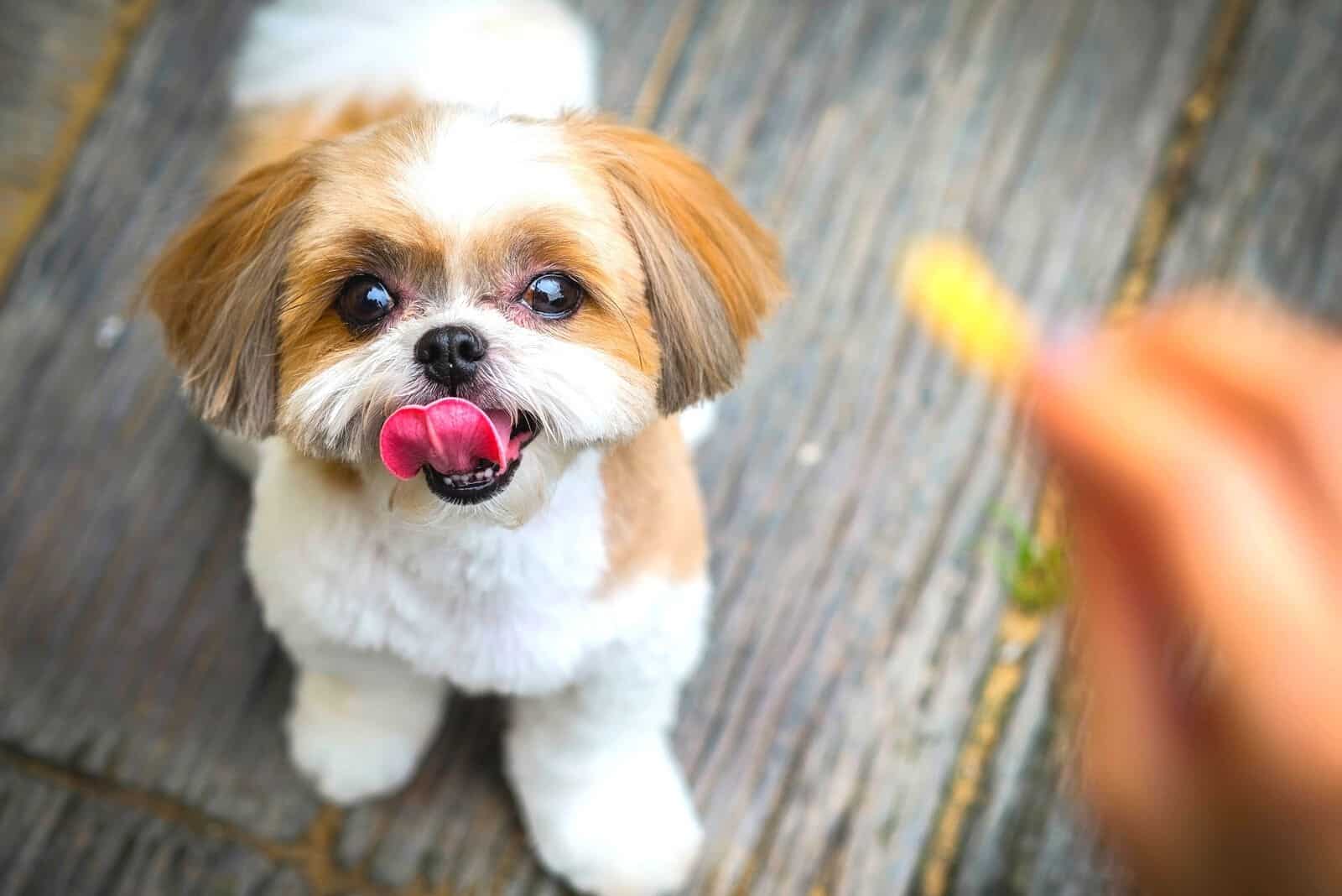 young shih tzu looking at the snack at the hand of the owner