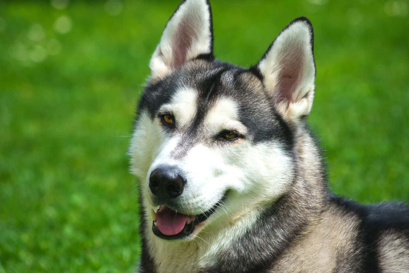 young siberian husky portrait outdoors