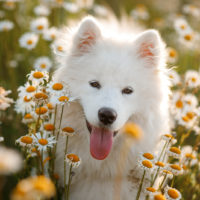 Young Happy Smiling White Samoyed