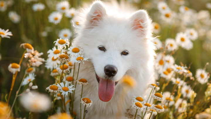 ​​​​50+ Cute And Popular Samoyed Names – Adorable Name Ideas