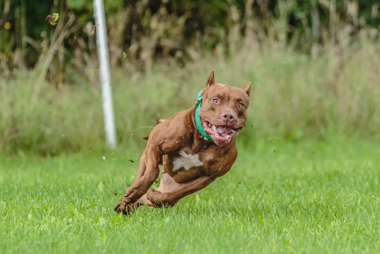 American Pit Bull Terrier running in the field