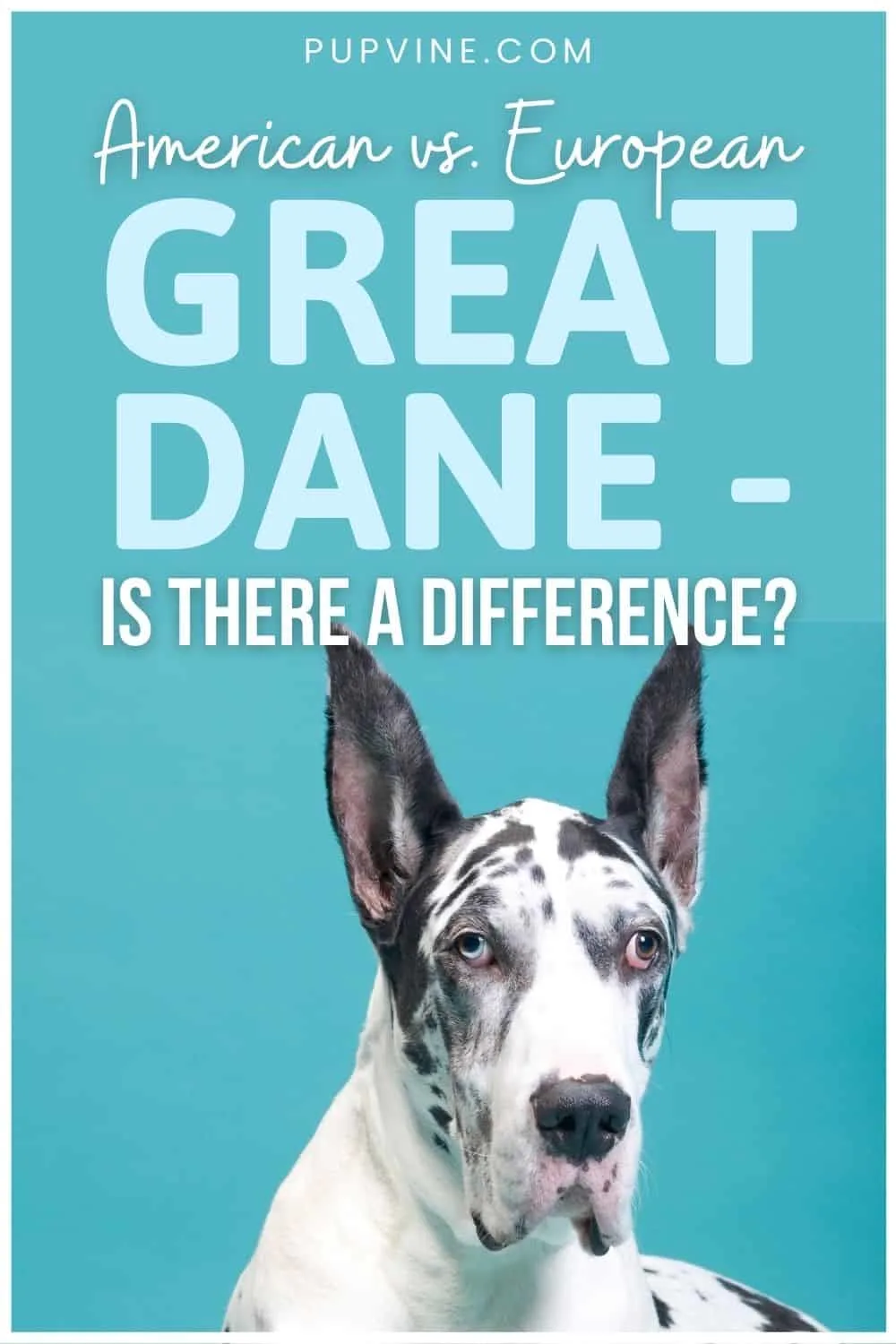 American Vs. European Great Dane - Is There a Difference
