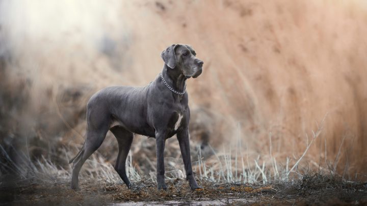 American Vs. European Great Dane – Is There a Difference?