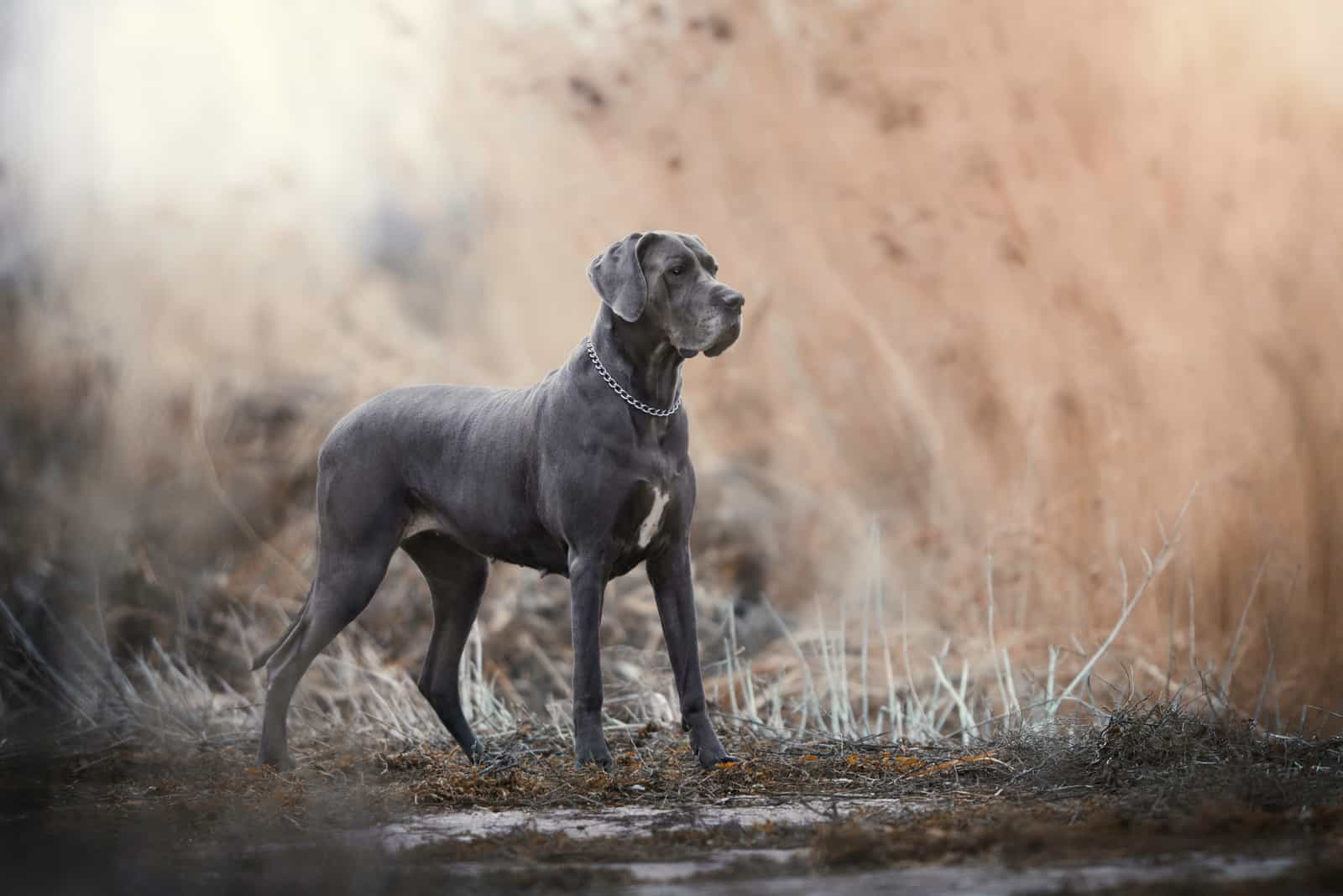 American Vs. European Great Dane – Is There a Difference?