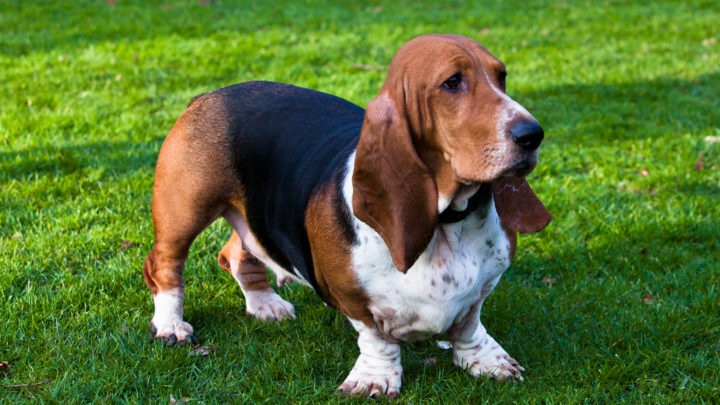 Basset Hound Colors: 10+Color Combinations & Markings
