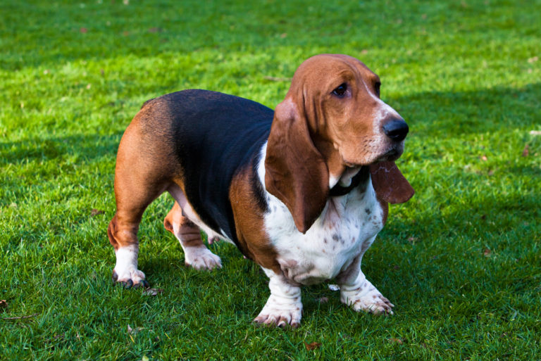 beautiful Basset Hound standing on the grass